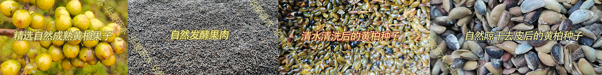 黄柏种子-2025年新种子 颗粒饱满-黄柏种子-黄柏种子_川黄柏树种子-四川筠连县华聚棣种植专业合作社