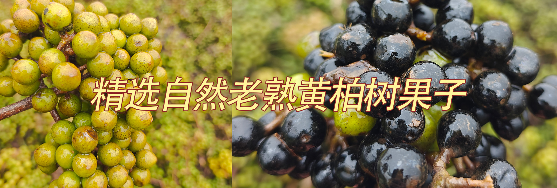 精选自然老熟黄柏树果子