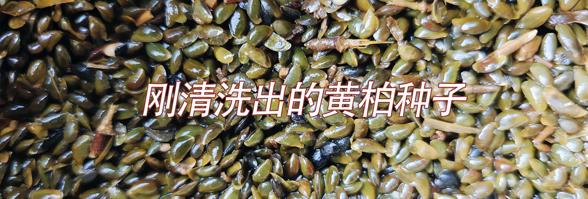 刚清洗出的黄柏树种子
