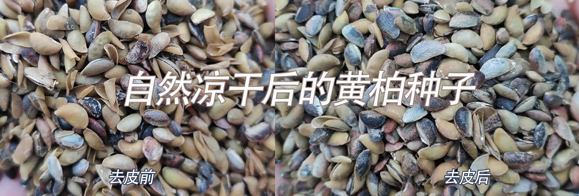 自然晾干后的黄柏种子