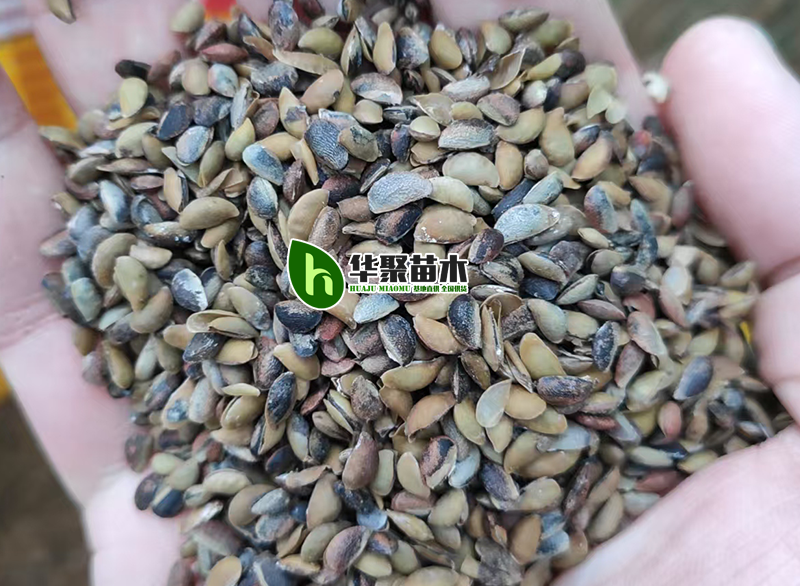 厚皮川黄柏种子