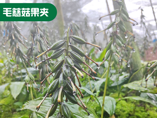 毛慈菇果夹-非常适合林下种植