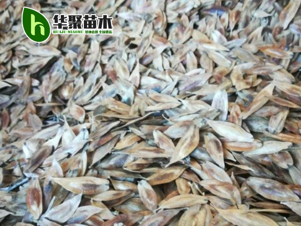 杜仲种子-种子耐寒牙率好 出苗率高