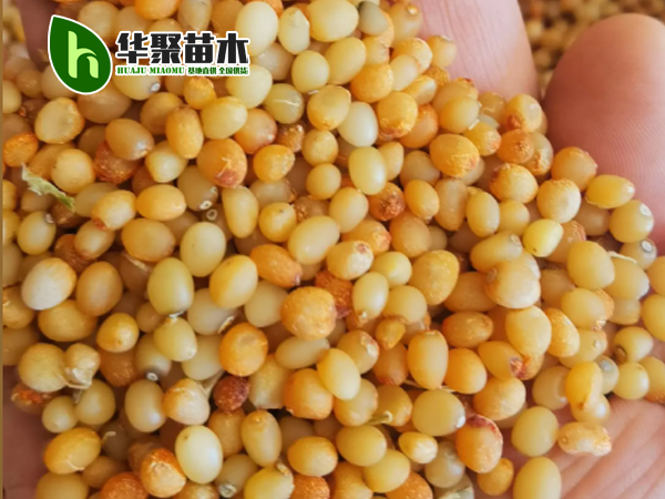 重楼种子-高杆滇重楼净籽 黄精净籽