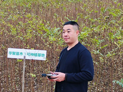 川黄柏苗四川筠连3号基地