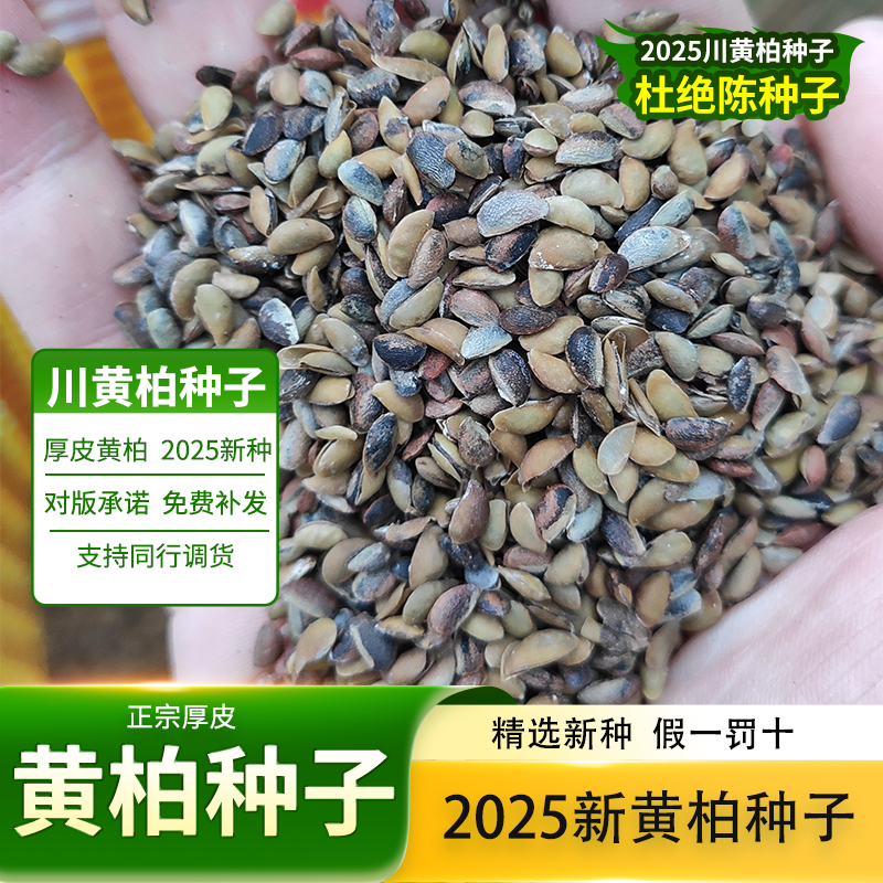 2025新黄柏种子