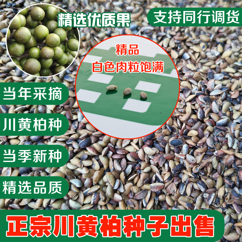 黄柏种子价格